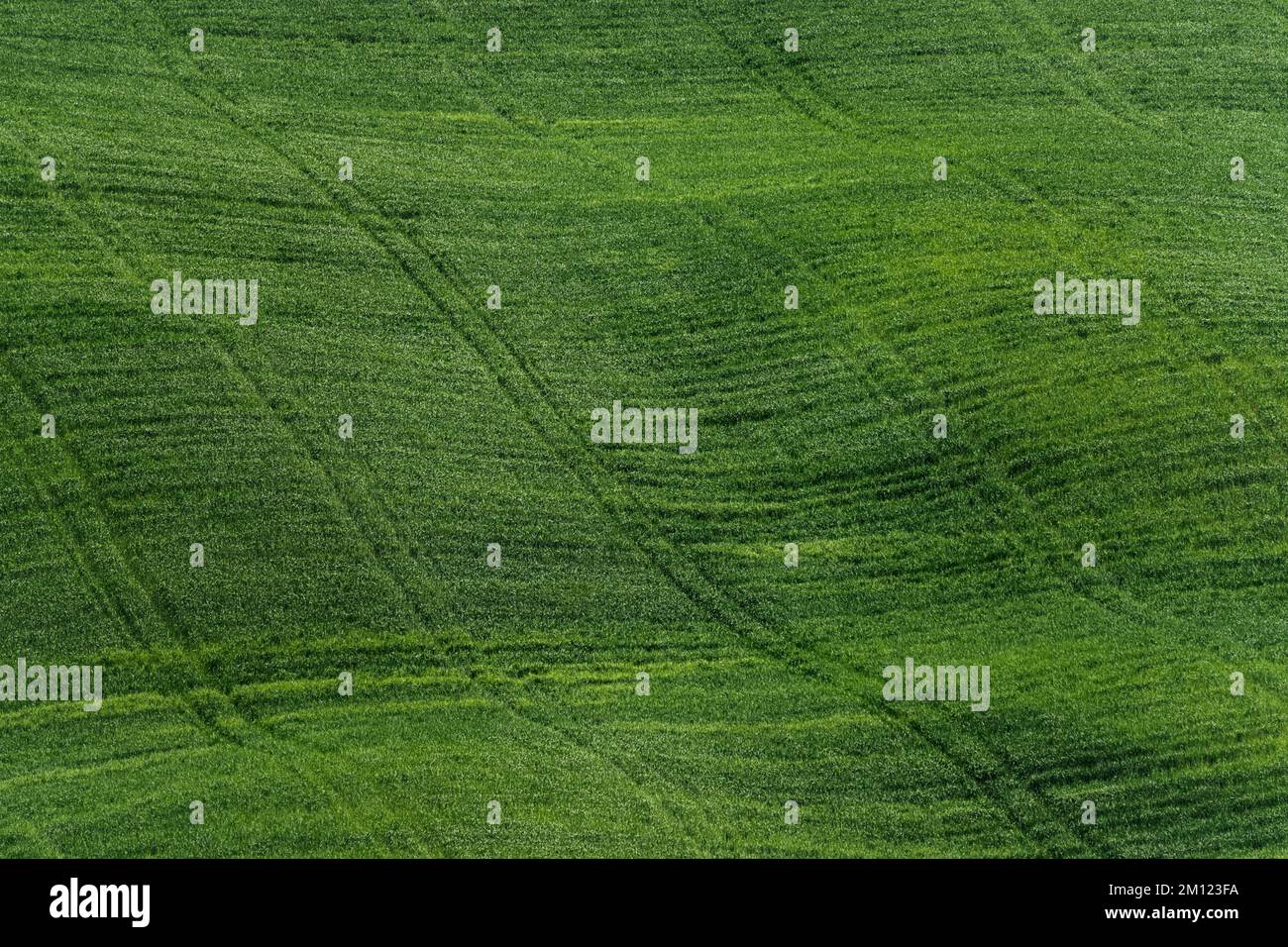 Grüne Felder in der toskana, italien Stockfoto