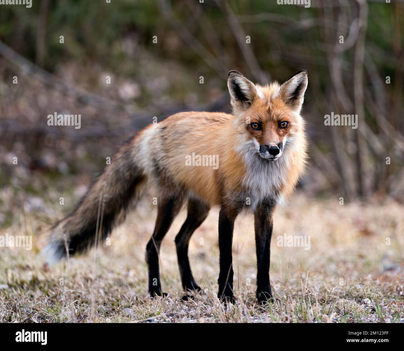 Red Fox Profilansicht aus nächster Nähe mit Blick auf die Kamera in der Frühlingssaison mit verschwommenem Hintergrund und genießen Sie die Umgebung und den Lebensraum. Fox-Bild. Bild Stockfoto
