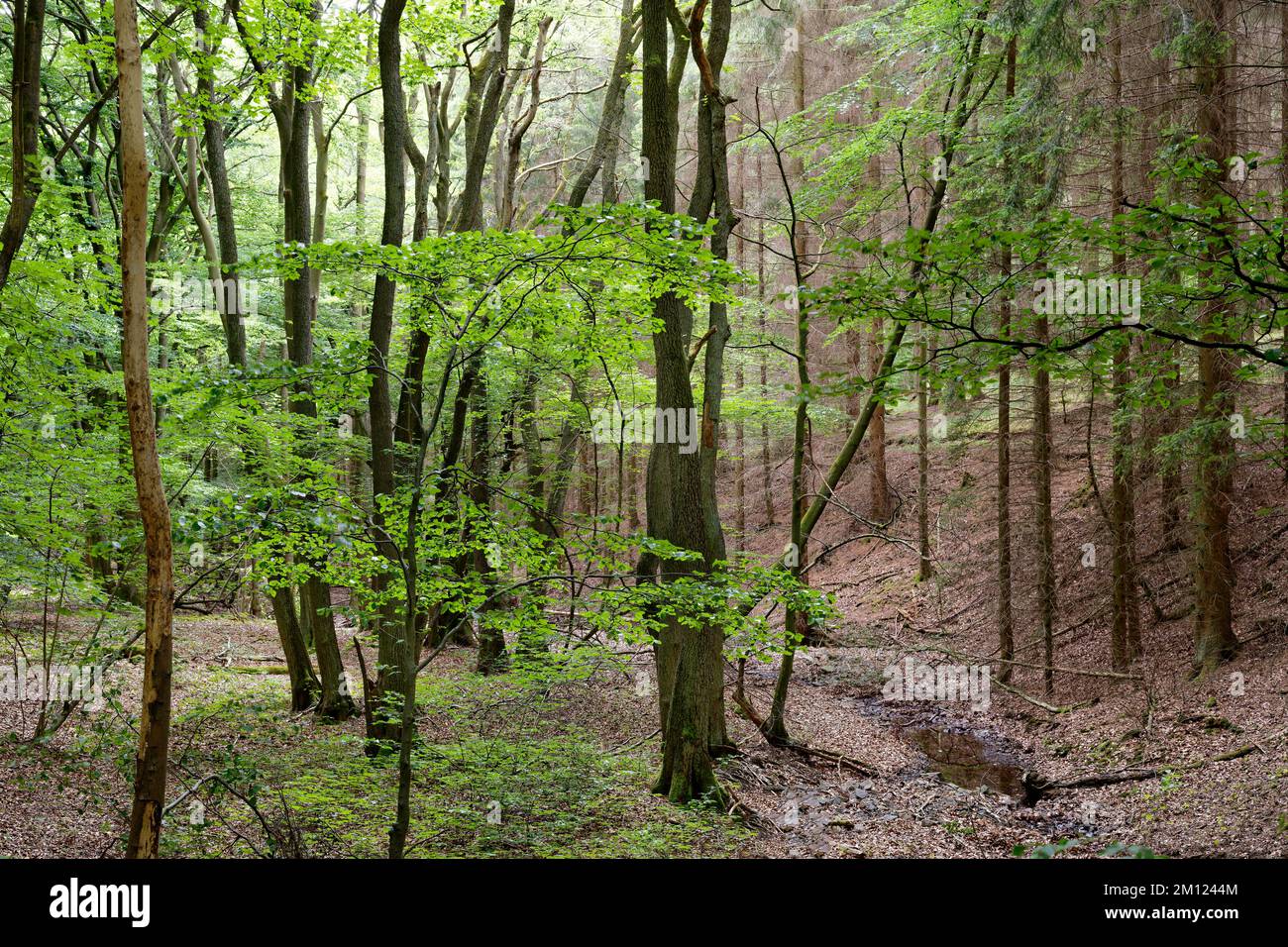 Europa, Deutschland, Rheinland-Pfalz, Hümmel, Wald, Bäume, Natur Stockfoto
