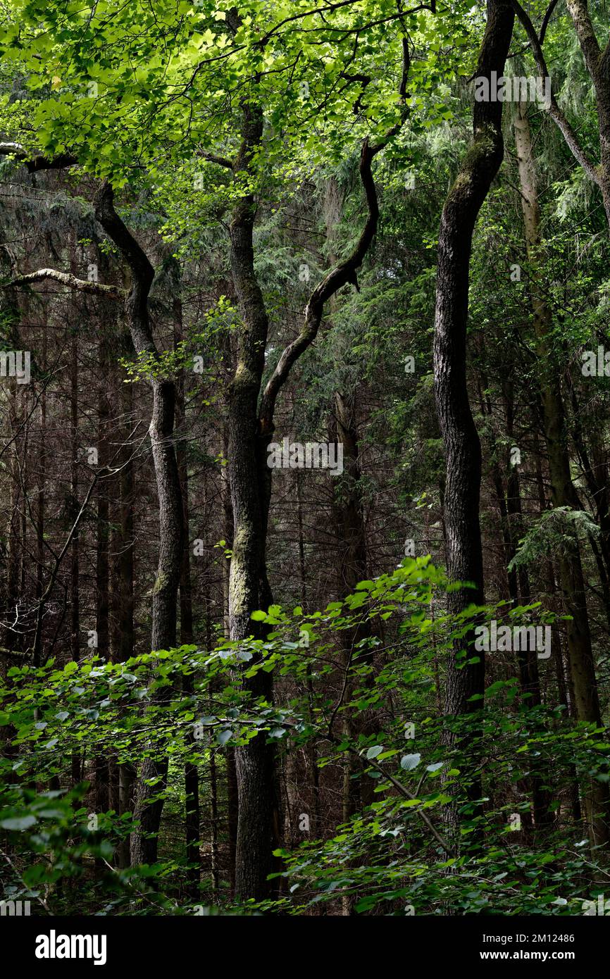 Europa, Deutschland, Rheinland-Pfalz, Hümmel, Wald, Bäume, Natur Stockfoto