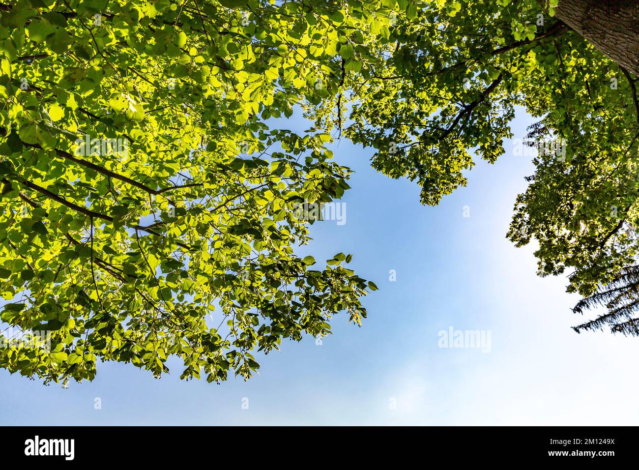 Sommerkalk, Limettenbaum, Tilia, Blick nach oben, Dorf Schliersee, Oberbayern, Bayern, Deutschland, Europa Stockfoto