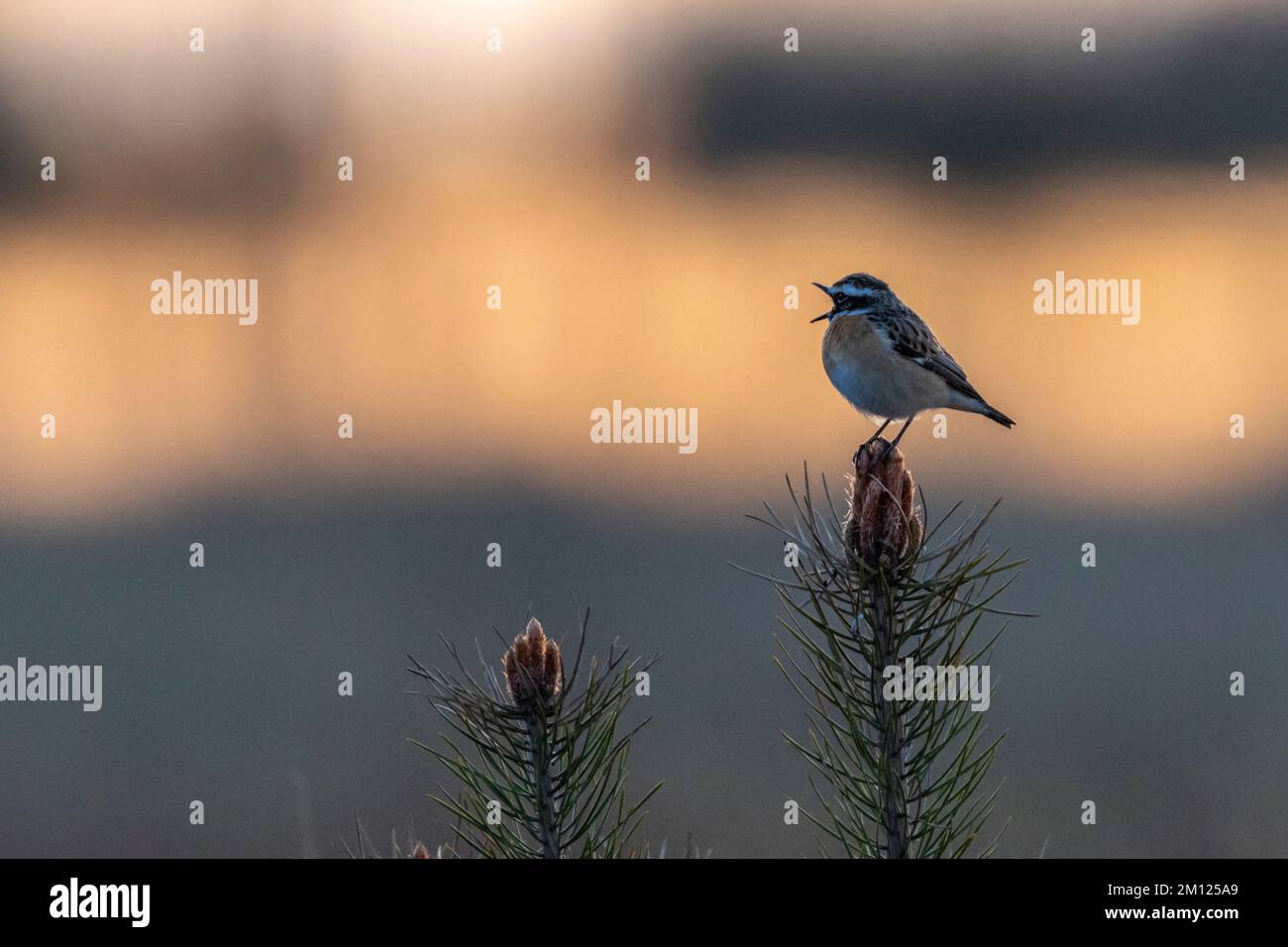 Whinchat, Saxicola rubetra, Vogel des Jahres 2023 Stockfoto