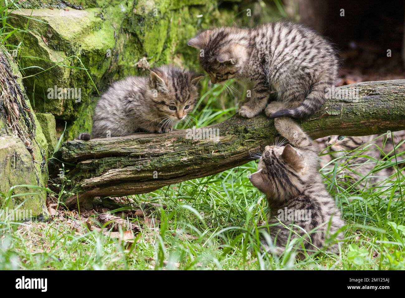 Wildkatzen, Felis Silvestris Stockfoto