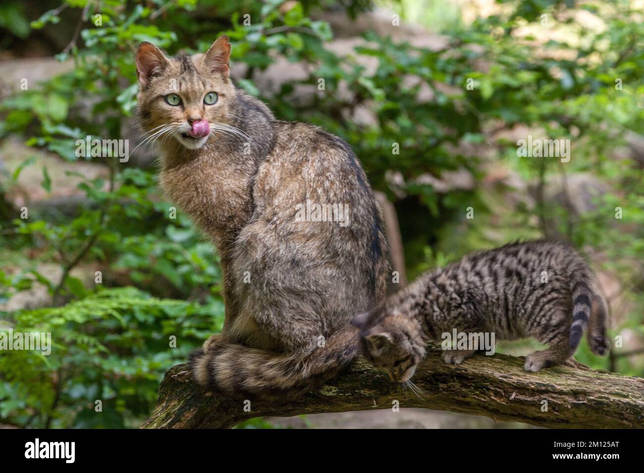 Wildkatzen, Felis Silvestris Stockfoto