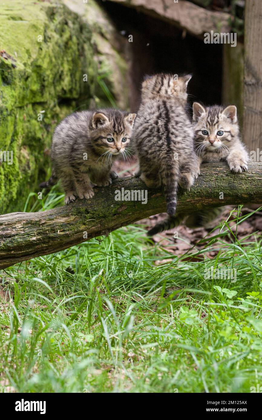 Wildkatzen, Felis Silvestris Stockfoto