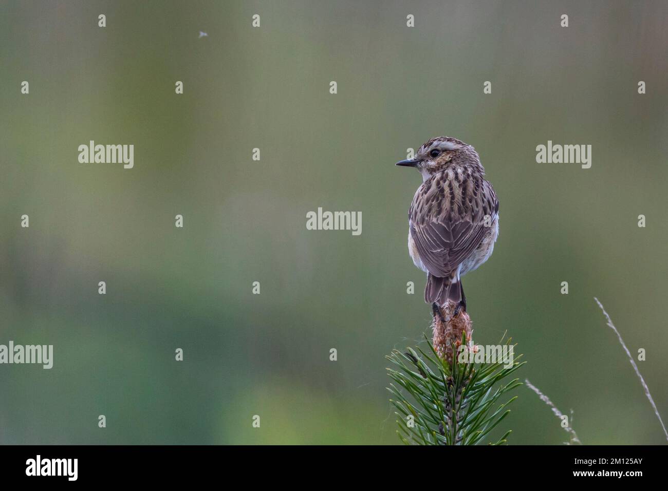 Whinchat, Saxicola rubetra, Vogel des Jahres 2023 Stockfoto