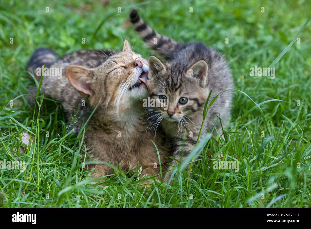 Wildkatzen, Felis Silvestris Stockfoto