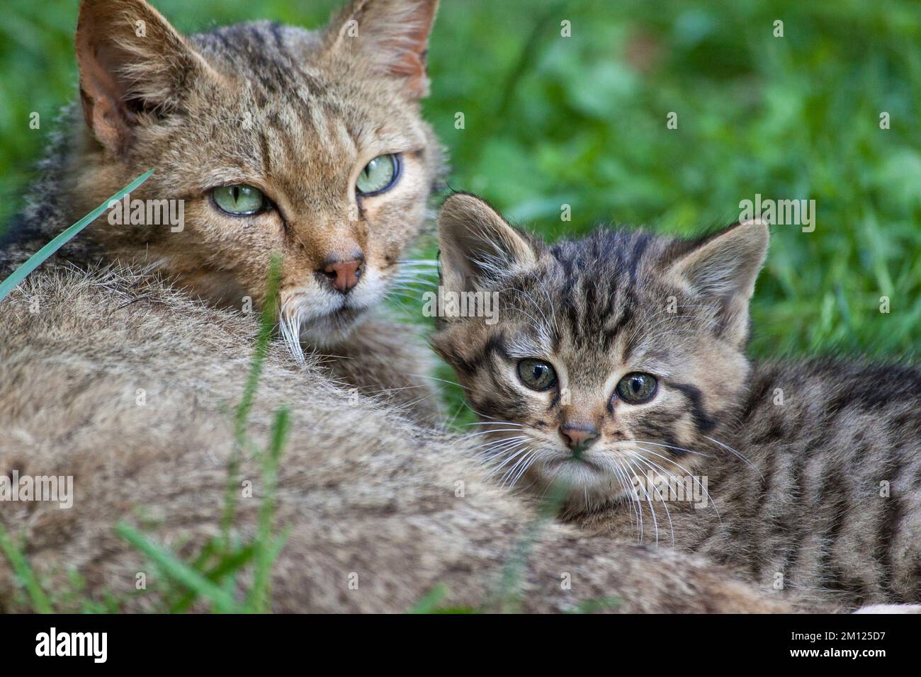 Wildkatzen, Felis Silvestris Stockfoto