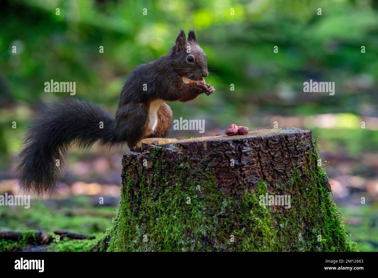 Dunkelbraunes Eichhörnchen frisst aufgelegte Nüsse Stockfoto