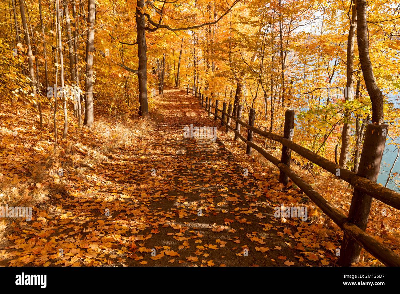 Kanada, Ontario, Niagara on the Lake, Pfad bedeckt mit Herbstblättern, Holzzäune. Leuchtende Herbstfarben Stockfoto