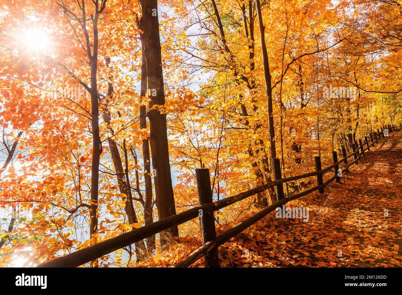 Kanada, Ontario, Niagara on the Lake, Pfad bedeckt mit Herbstblättern, Holzzäune. Leuchtende Herbstfarben Stockfoto