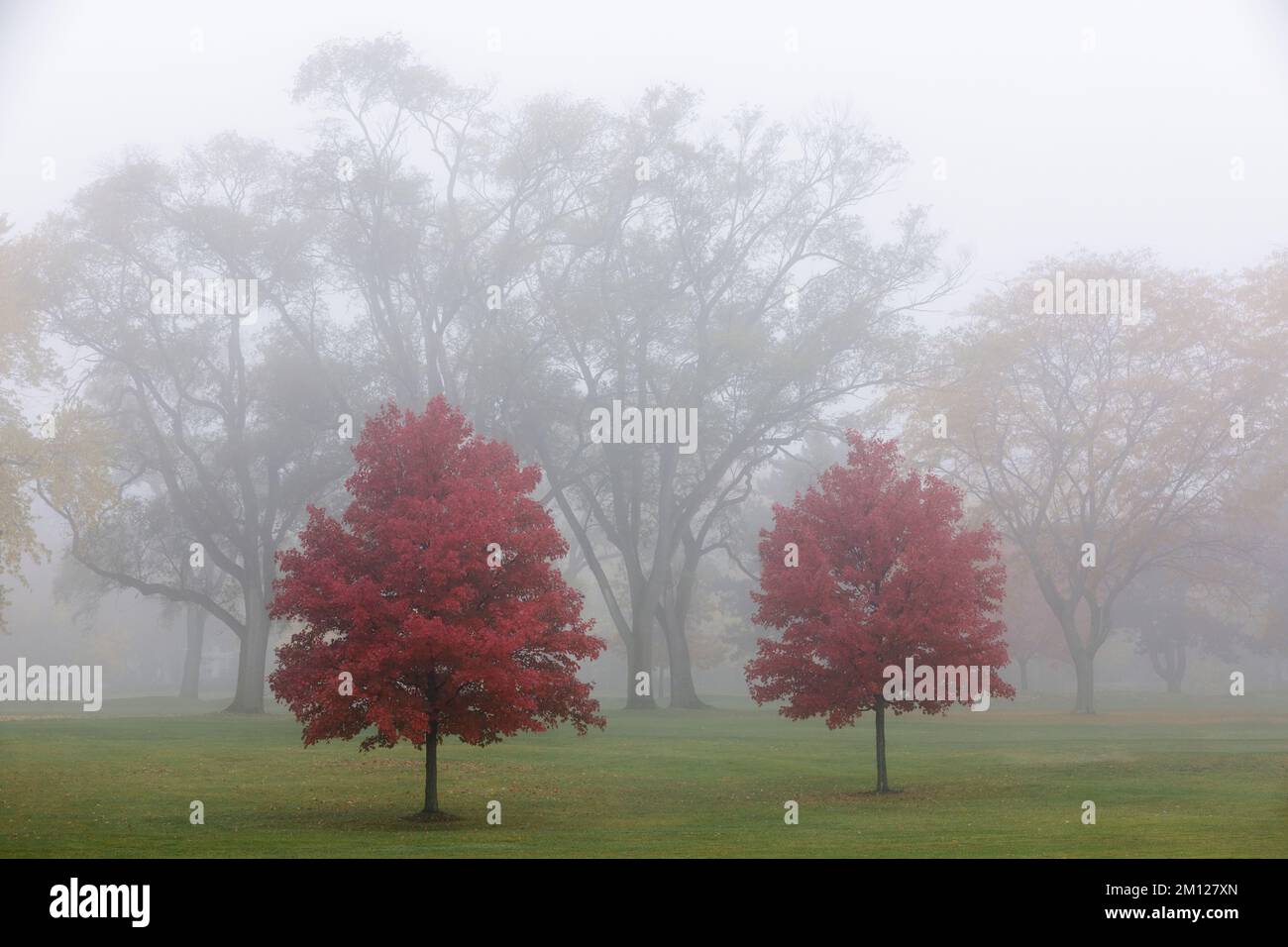 Kanada, Ontario, Niagara am See, eine Gruppe von Bäumen im Nebel Stockfoto