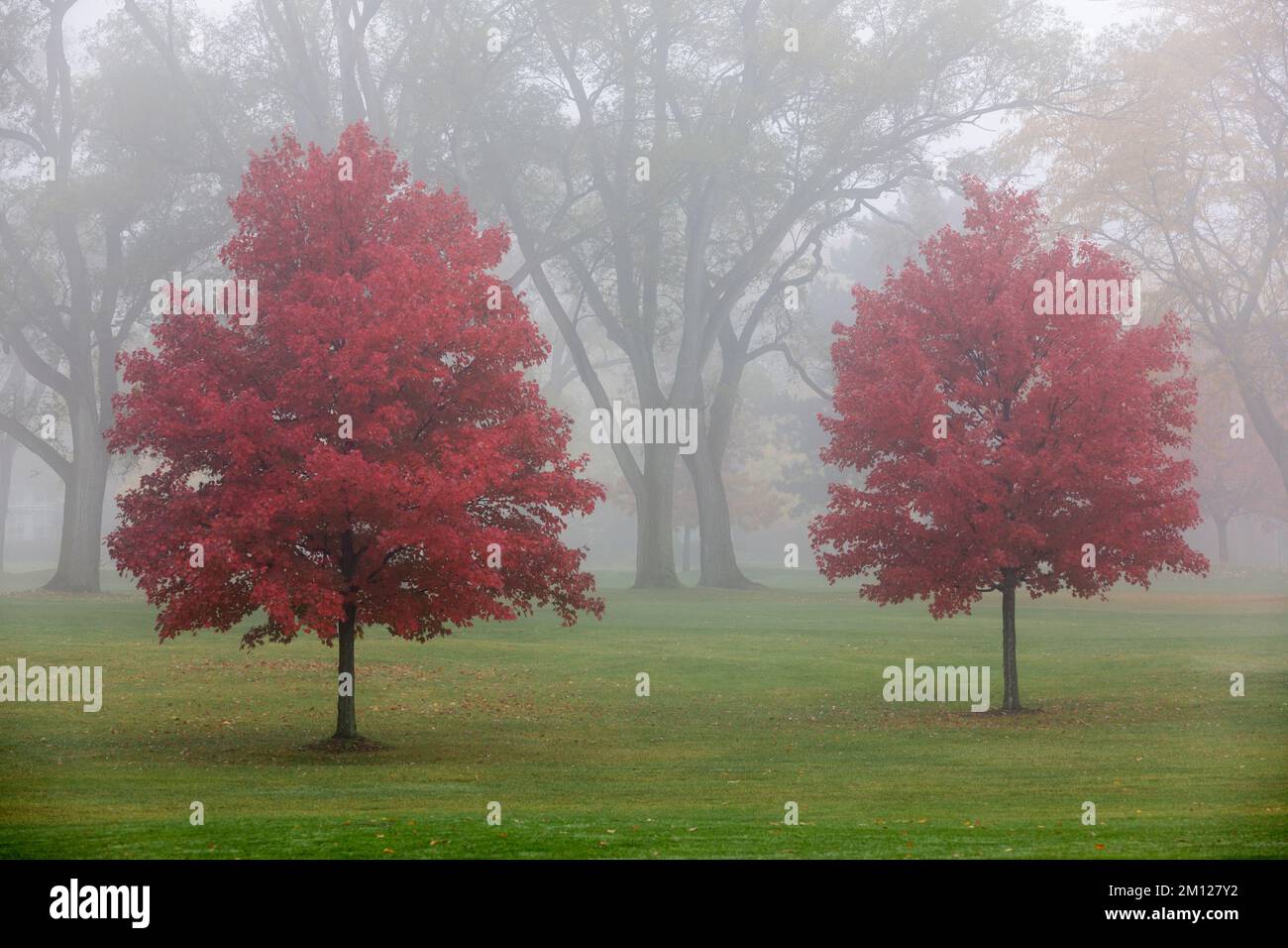 Kanada, Ontario, Niagara am See, eine Gruppe von Bäumen im Nebel Stockfoto