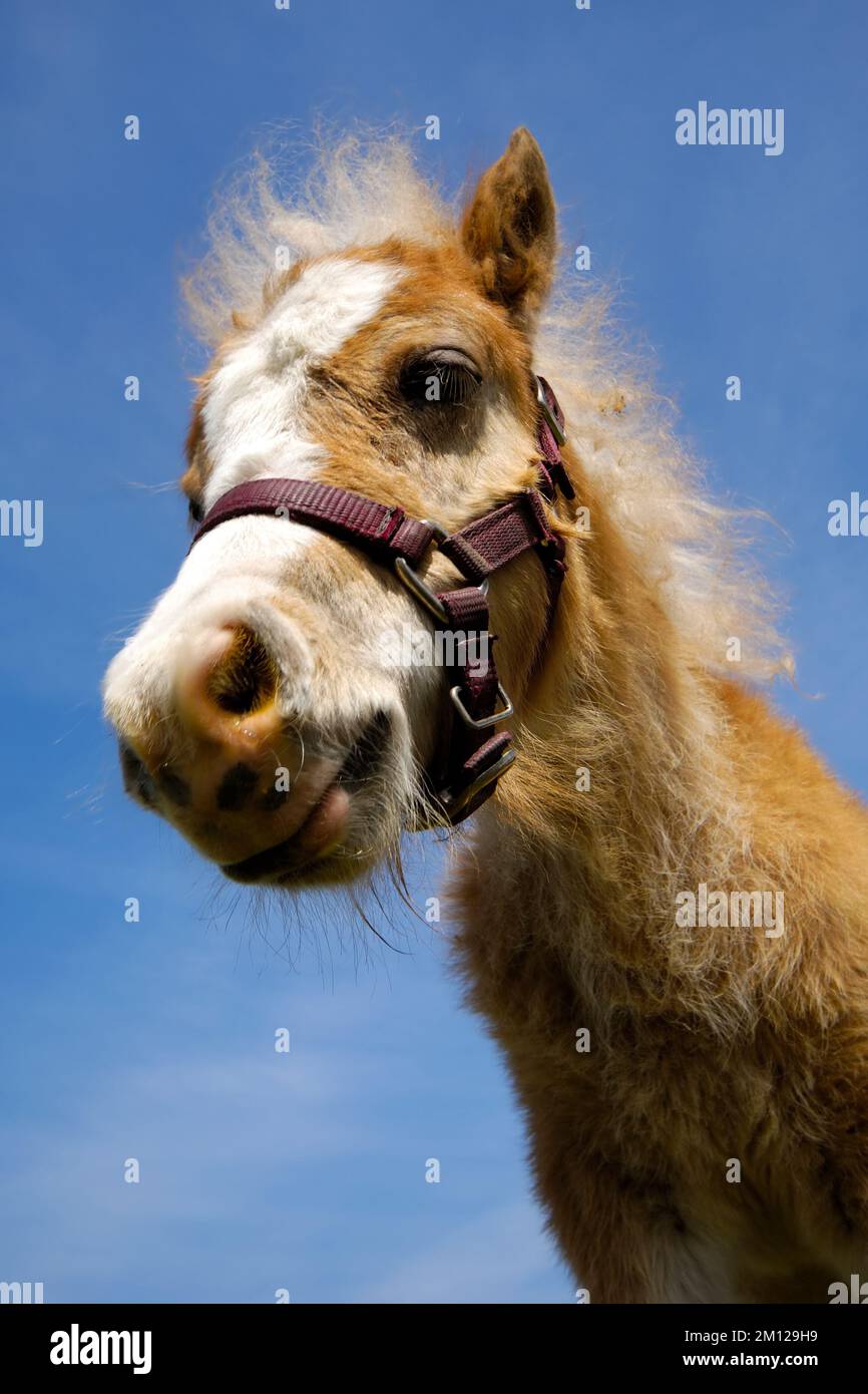 Ein junges Fohlen schaut nach unten Stockfoto