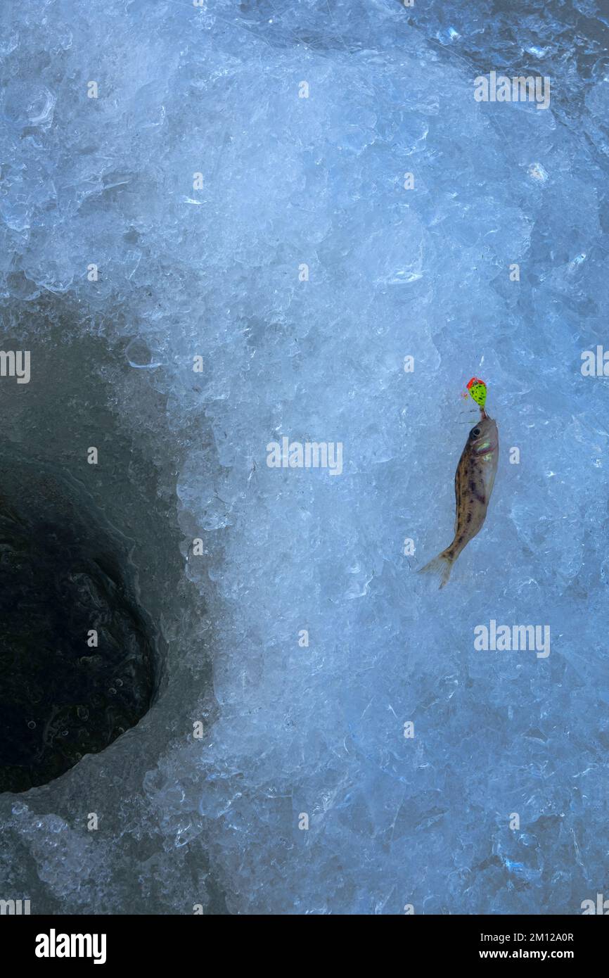Bescheidener Erfolg der Eisfischerei. Tiny Ruff (Acerina cernua), gefangen auf einer Winterrute unter dem Eis mit metallischen Ködern. Angeln prahlen auf Th Stockfoto