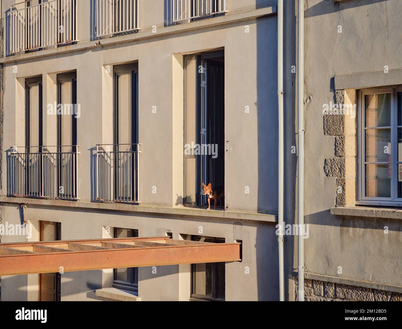 Ein Hund schaut aus der Tür eines Wohnungsgebäudes auf ein provisorisches Dock in Morlaix, Departement Finistère, Frankreich Stockfoto