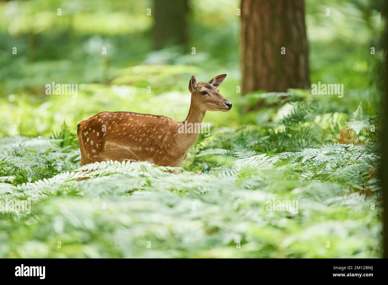 Damhirsch (Dama dama), Hinterwald, Hessen, Deutschland, Europa Stockfoto