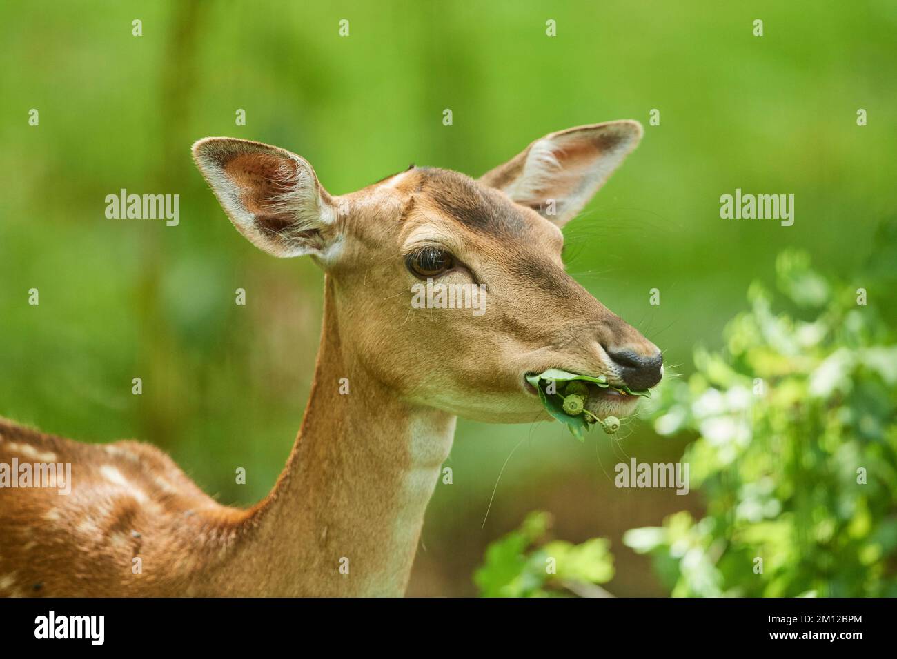 Damhirsch (Dama dama), Hinterwald, Hessen, Deutschland, Europa Stockfoto