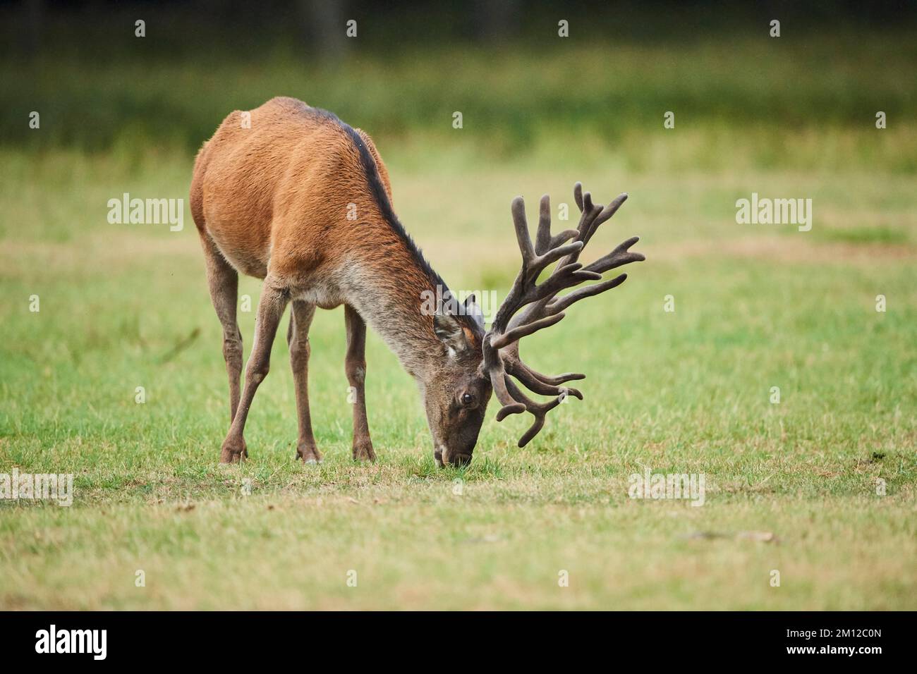 Rotwild (Cervus elaphus), Hirsch, Wiese, Rodung, Stehen, Kamera anzeigen Stockfoto