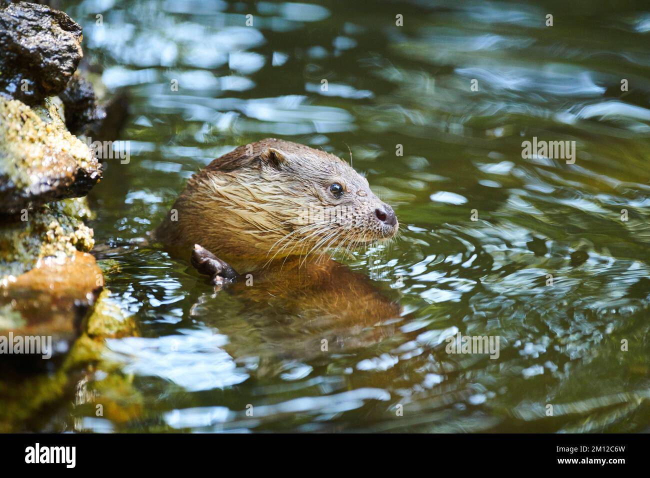 Eurasischer Otter, Lutra lutra, Wasser, Bayern, Deutschland, Europa Stockfoto