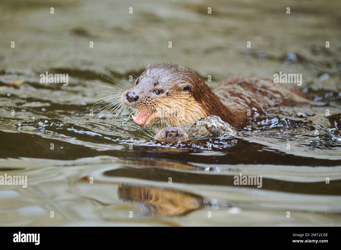 Eurasischer Otter, Lutra lutra, Kampf, Wasser, Bayern, Deutschland, Europa Stockfoto