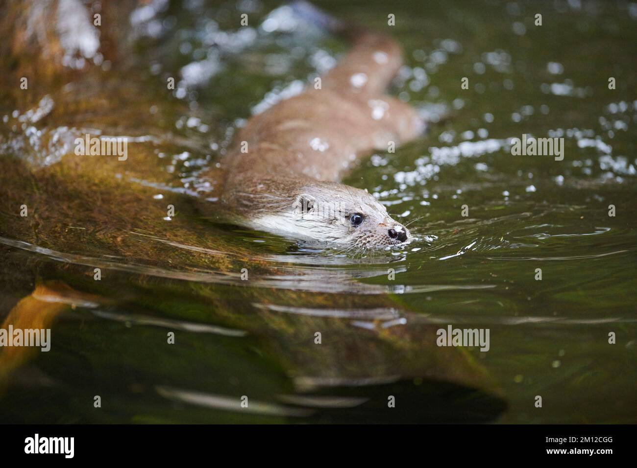 Eurasischer Otter, Lutra lutra, Wasser, Bayern, Deutschland, Europa Stockfoto