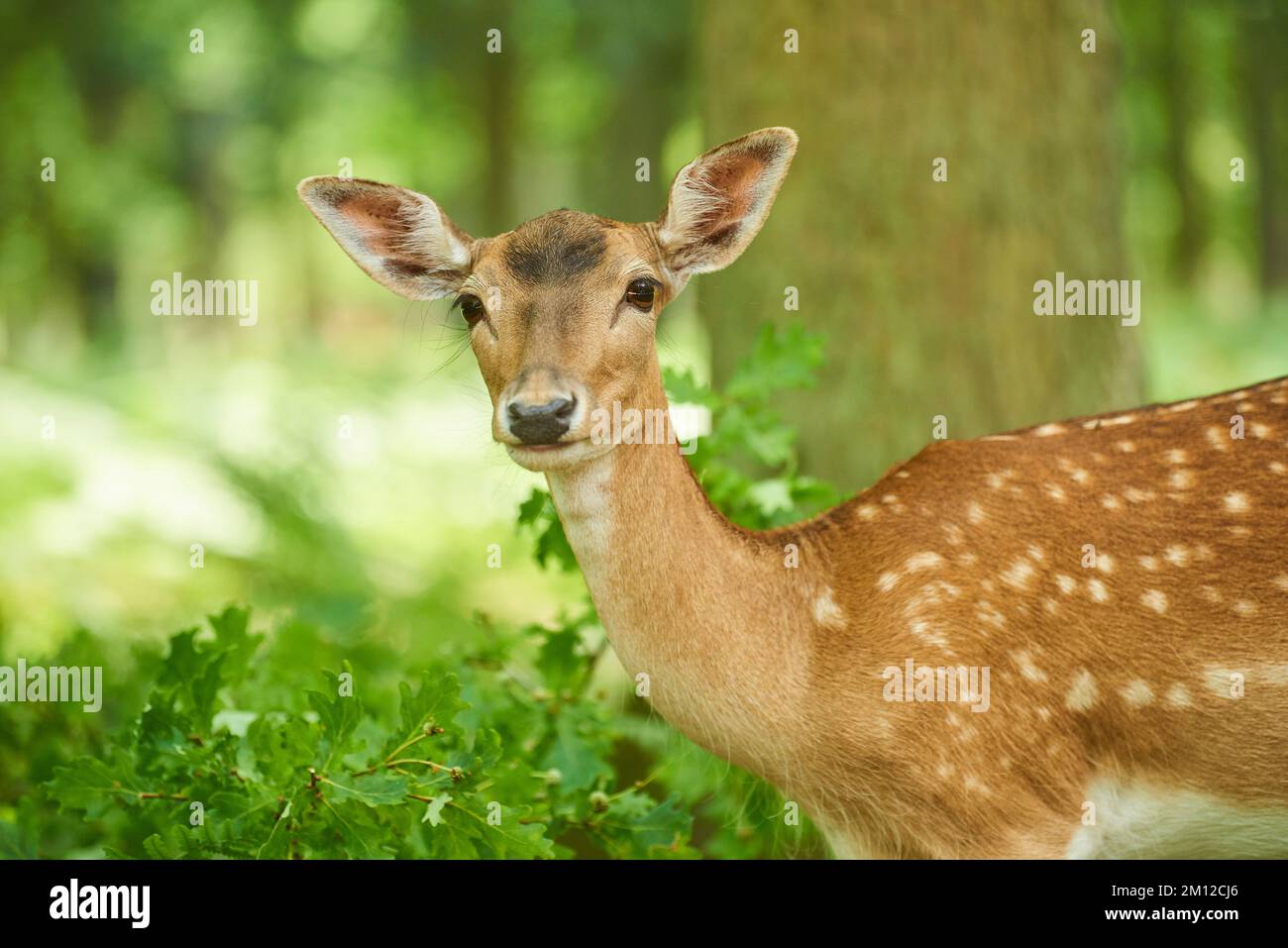 Damhirsch (Dama dama), Hinterwald, Hessen, Deutschland, Europa Stockfoto