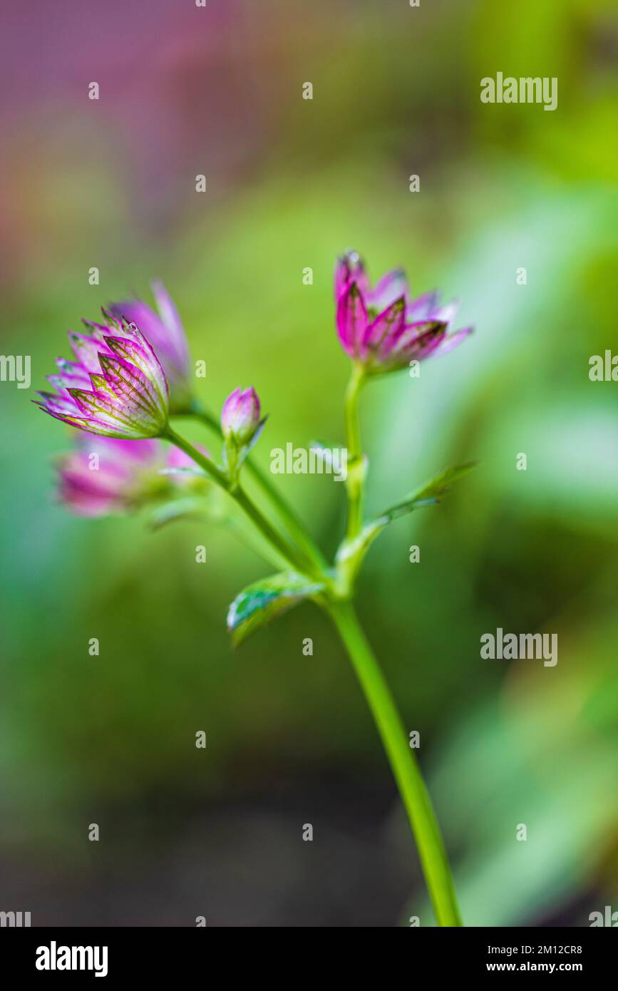 Großes Meisterwort 'Pink Joyce', Blume, Nahaufnahme Stockfoto