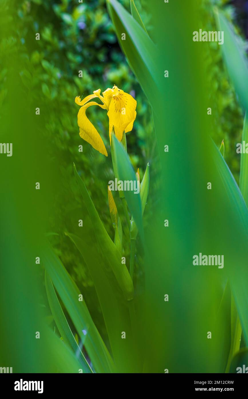 Sumpfiris, Wasseriris oder gelbe Iris, Iris pseudacorus, Blume, Knospe, Nahaufnahme Stockfoto