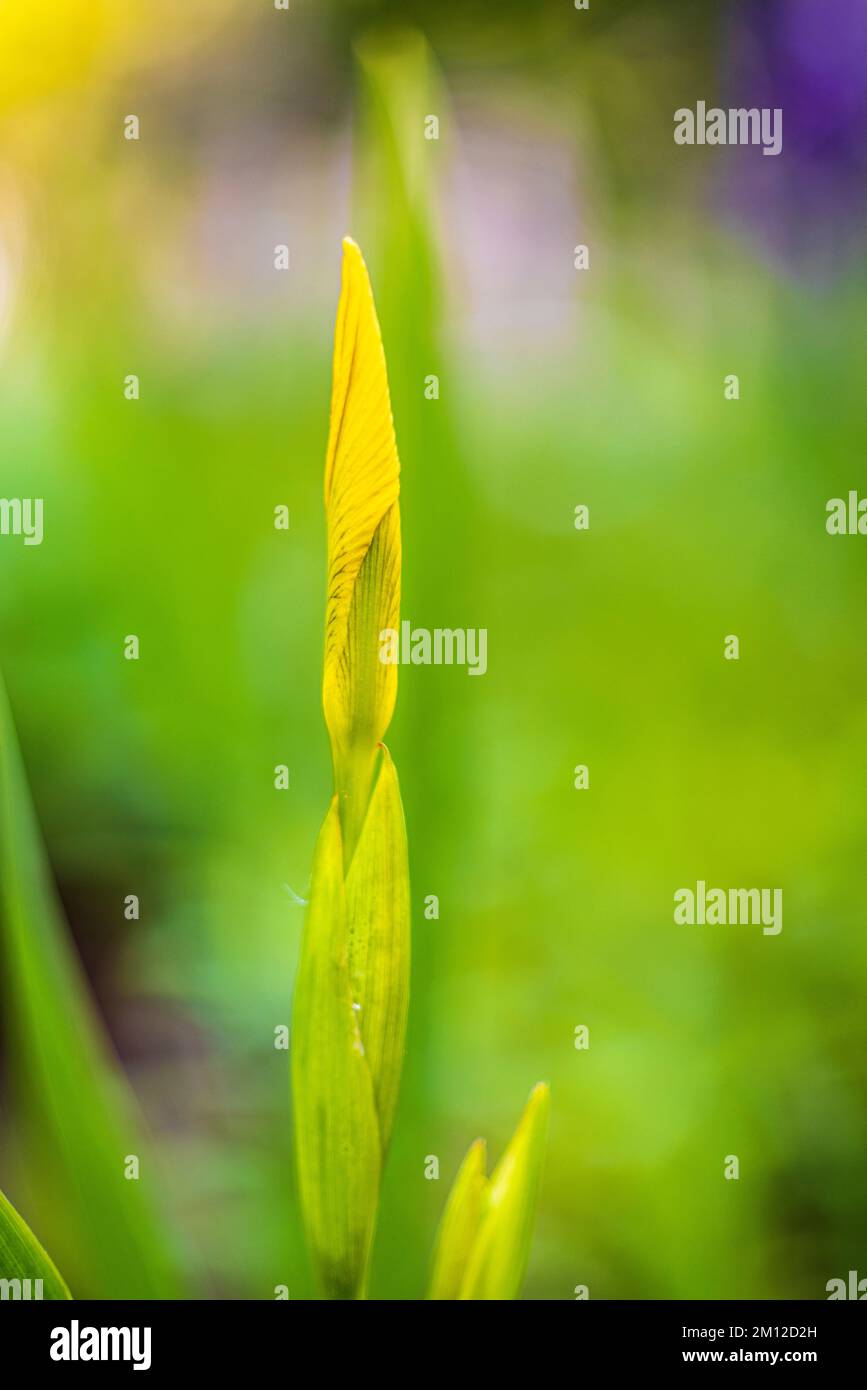 Sumpfiris, Wasseriris oder gelbe Iris, Iris pseudacorus, Blume, Knospe, Nahaufnahme Stockfoto