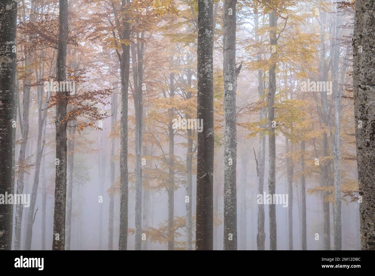 Italien, Venetien, Provinz Treviso, Fregona. Herbst im Wald von Cansiglio mit bunten Blättern und nebiger Stimmung Stockfoto