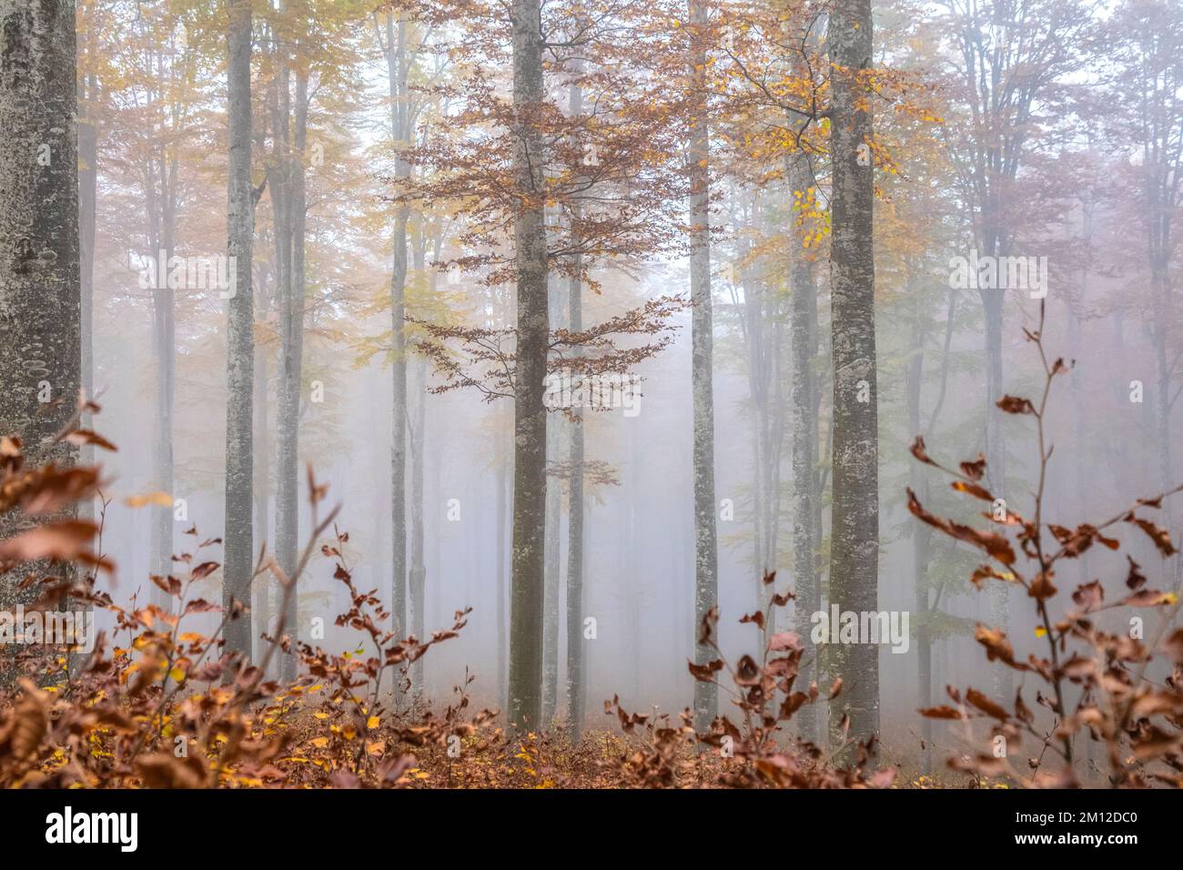 Italien, Venetien, Provinz Treviso, Fregona. Herbst im Wald von Cansiglio mit bunten Blättern und nebiger Stimmung Stockfoto