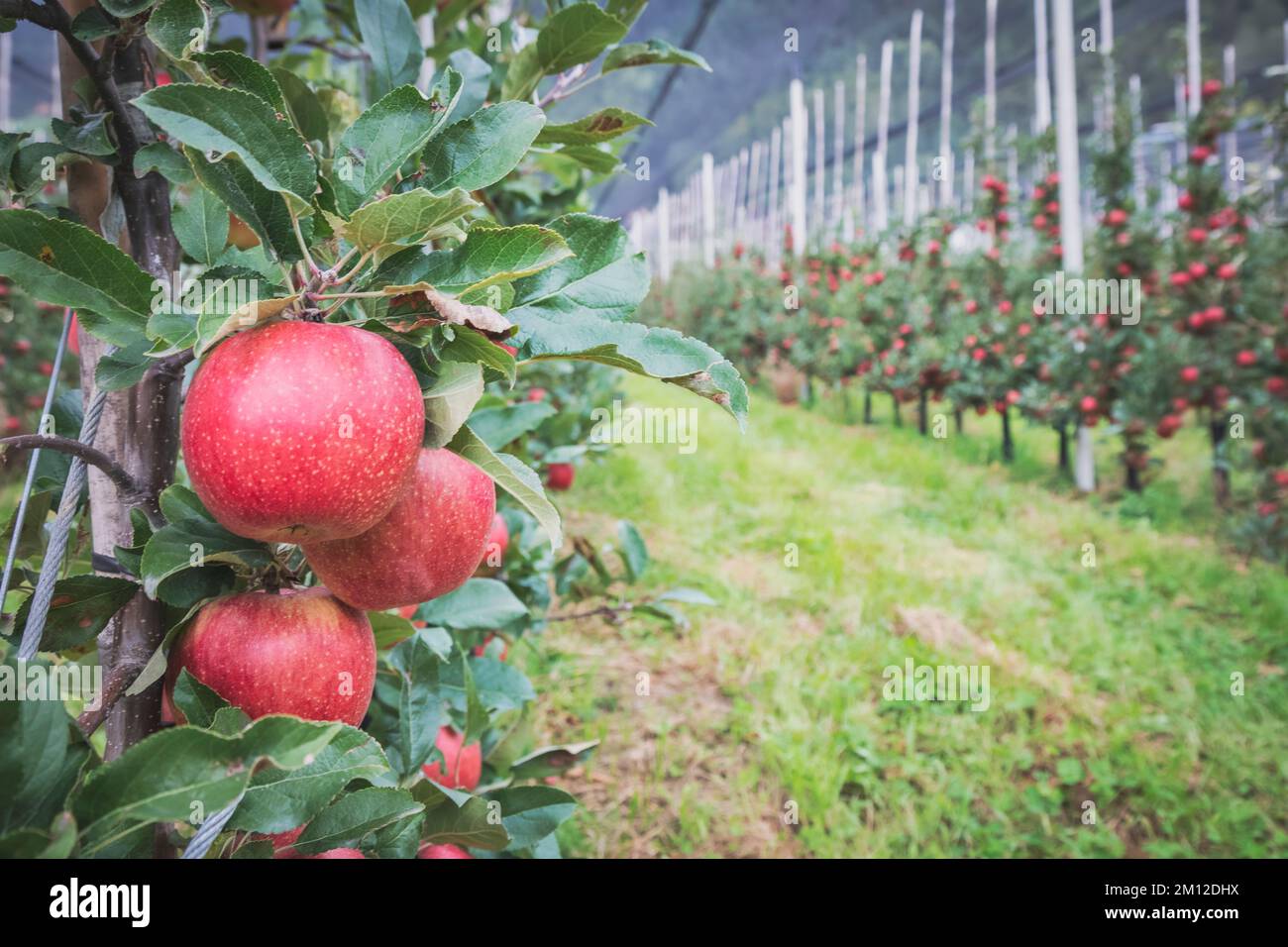 Italien, Südtirol, Bozen/Bozen, Dorf Tirol. Anbau roter Äpfel auf einer lokalen Farm im Texelgruppe Nature Park Stockfoto
