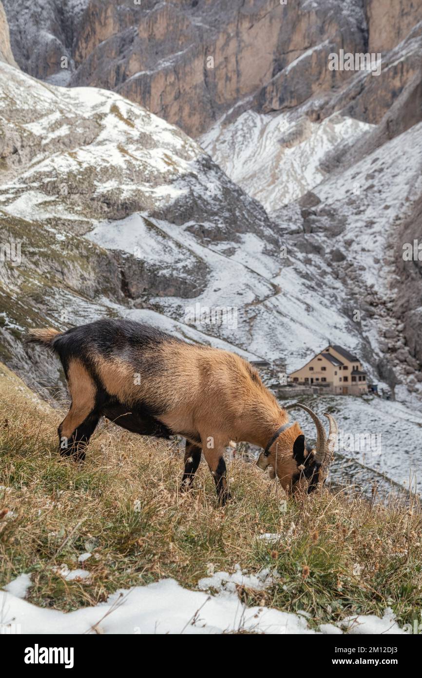 Italien, Südtirol, Provinz Bozen, Reifen, Ciamintal / Tschamintal, Dolomiten. Bergamo Zufluchtsort / Grasleitenhütte, Ziegen grasen um das Zufluchtsort. Stockfoto