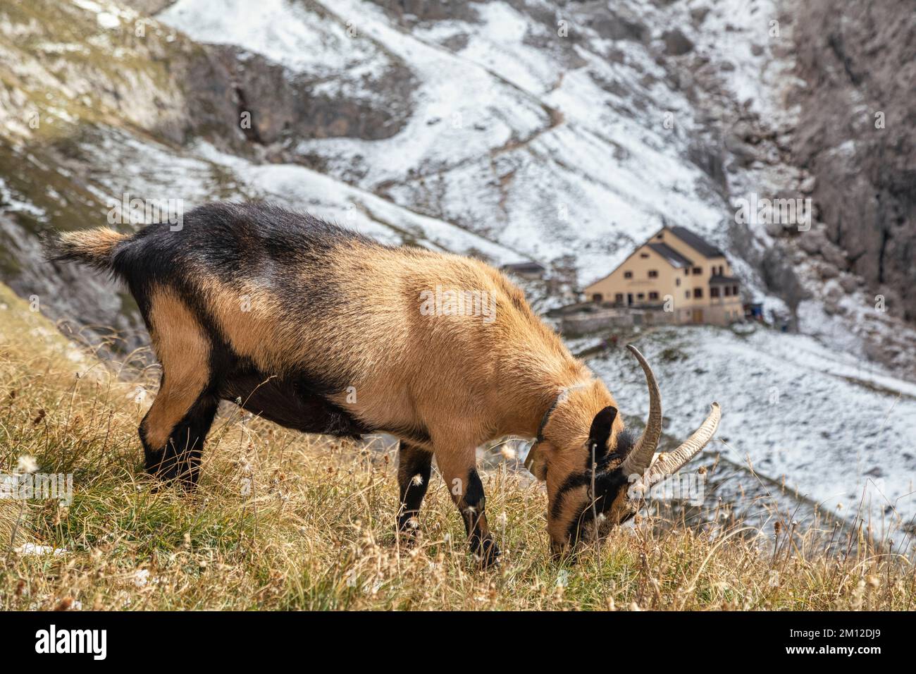 Italien, Südtirol, Provinz Bozen, Reifen, Ciamintal / Tschamintal, Dolomiten. Bergamo Zufluchtsort / Grasleitenhütte, Ziegen grasen um das Zufluchtsort. Stockfoto