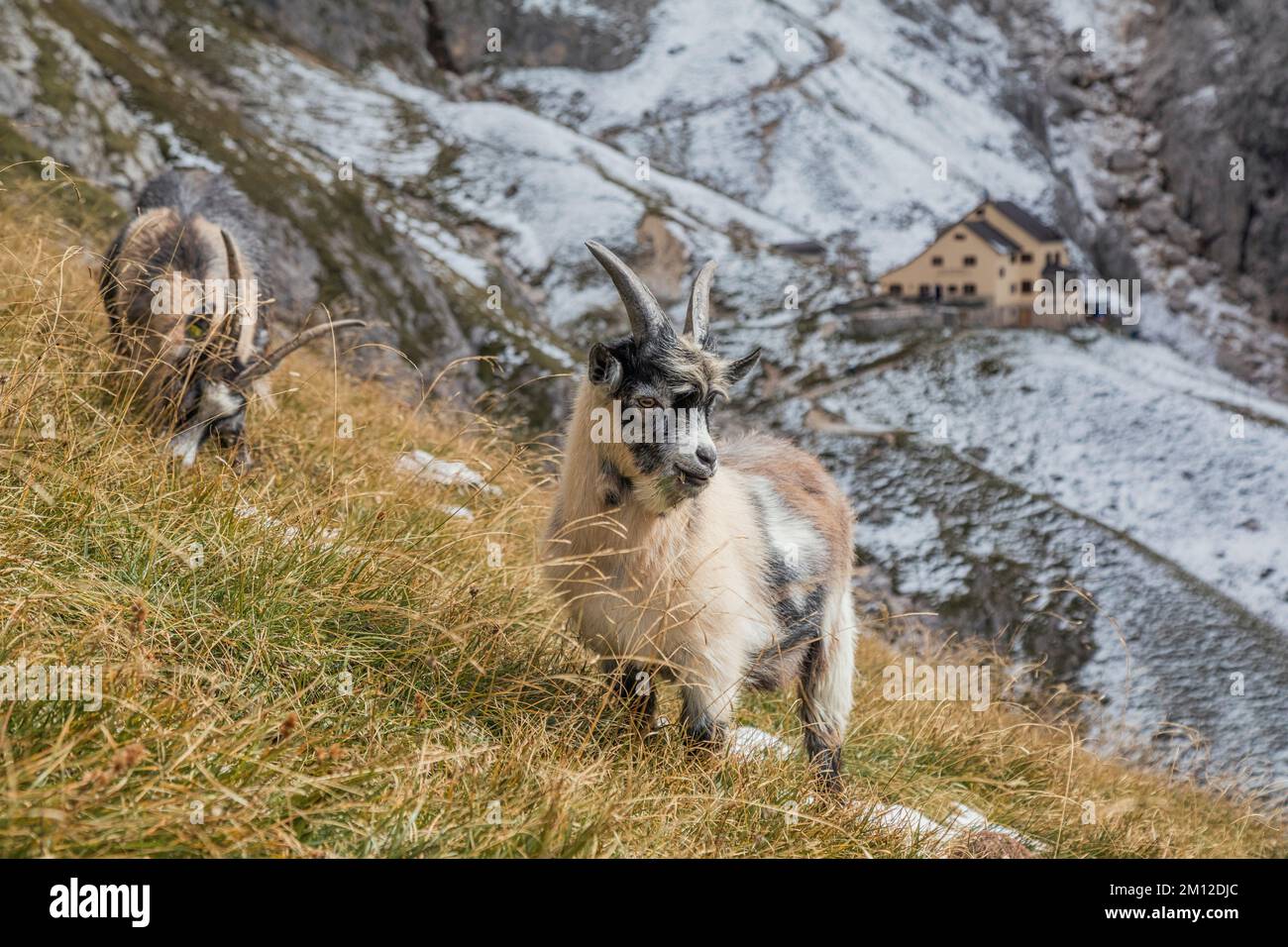 Italien, Südtirol, Provinz Bozen, Reifen, Ciamintal / Tschamintal, Dolomiten. Bergamo Zufluchtsort / Grasleitenhütte, Ziegen grasen um das Zufluchtsort. Stockfoto