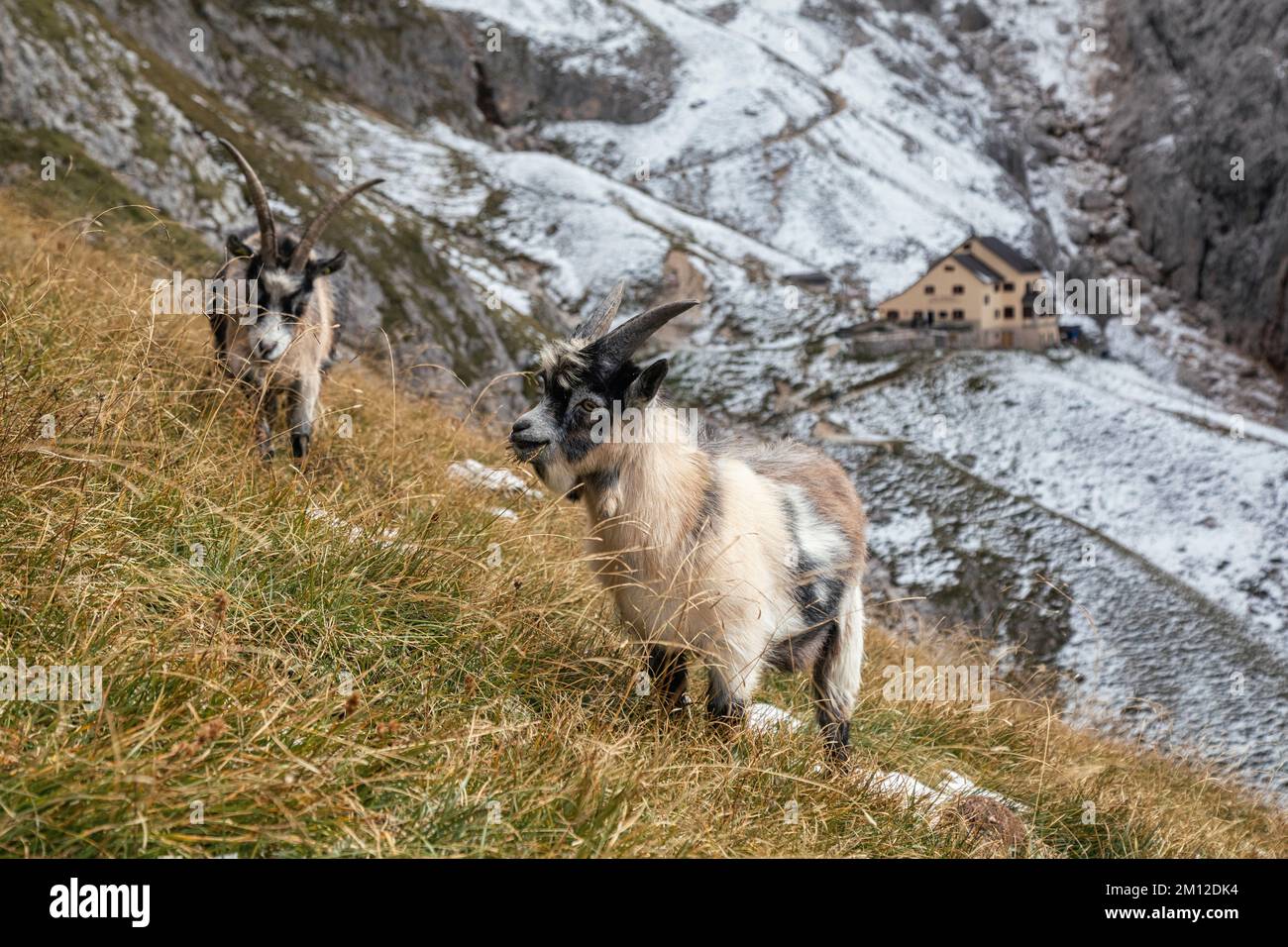 Italien, Südtirol, Provinz Bozen, Reifen, Ciamintal / Tschamintal, Dolomiten. Bergamo Zufluchtsort / Grasleitenhütte, Ziegen grasen um das Zufluchtsort. Stockfoto