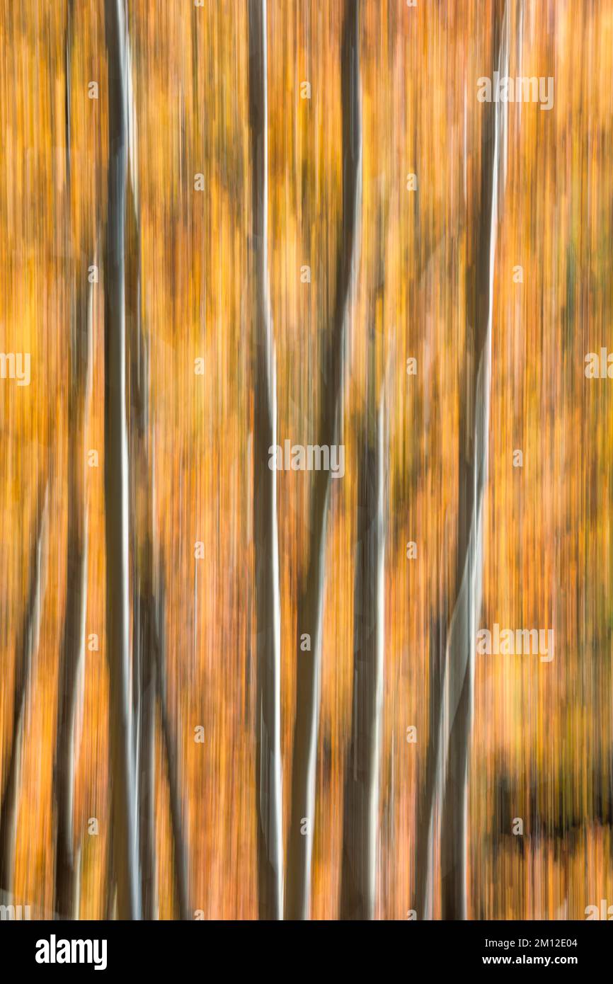 Abstraktes Bild, Herbstwald mit Baumstämmen und Orangenblättern Stockfoto