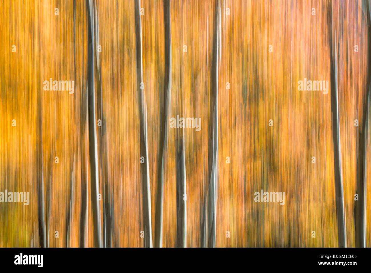 Abstraktes Bild, Herbstwald mit Baumstämmen und Orangenblättern Stockfoto