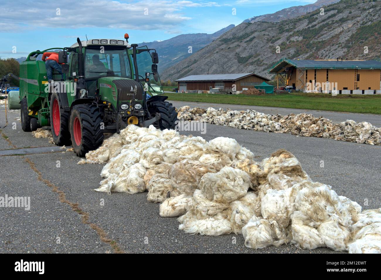 Traktor mit Rundballenpresse sammelt Schafwolle, Abnahmestelle für Frischwolle von Walais Schwarznasenschafen auf dem Turtmann-Flugplatz, Turtmann, Valais, Schweiz. Stockfoto
