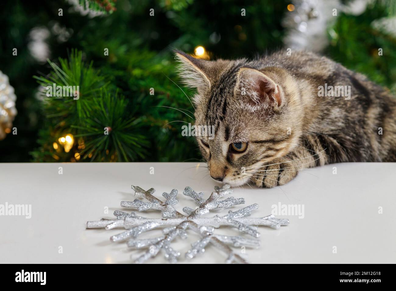 Die Katze schnüffelt an einer glänzenden Weihnachtsschneeflocke. Stockfoto