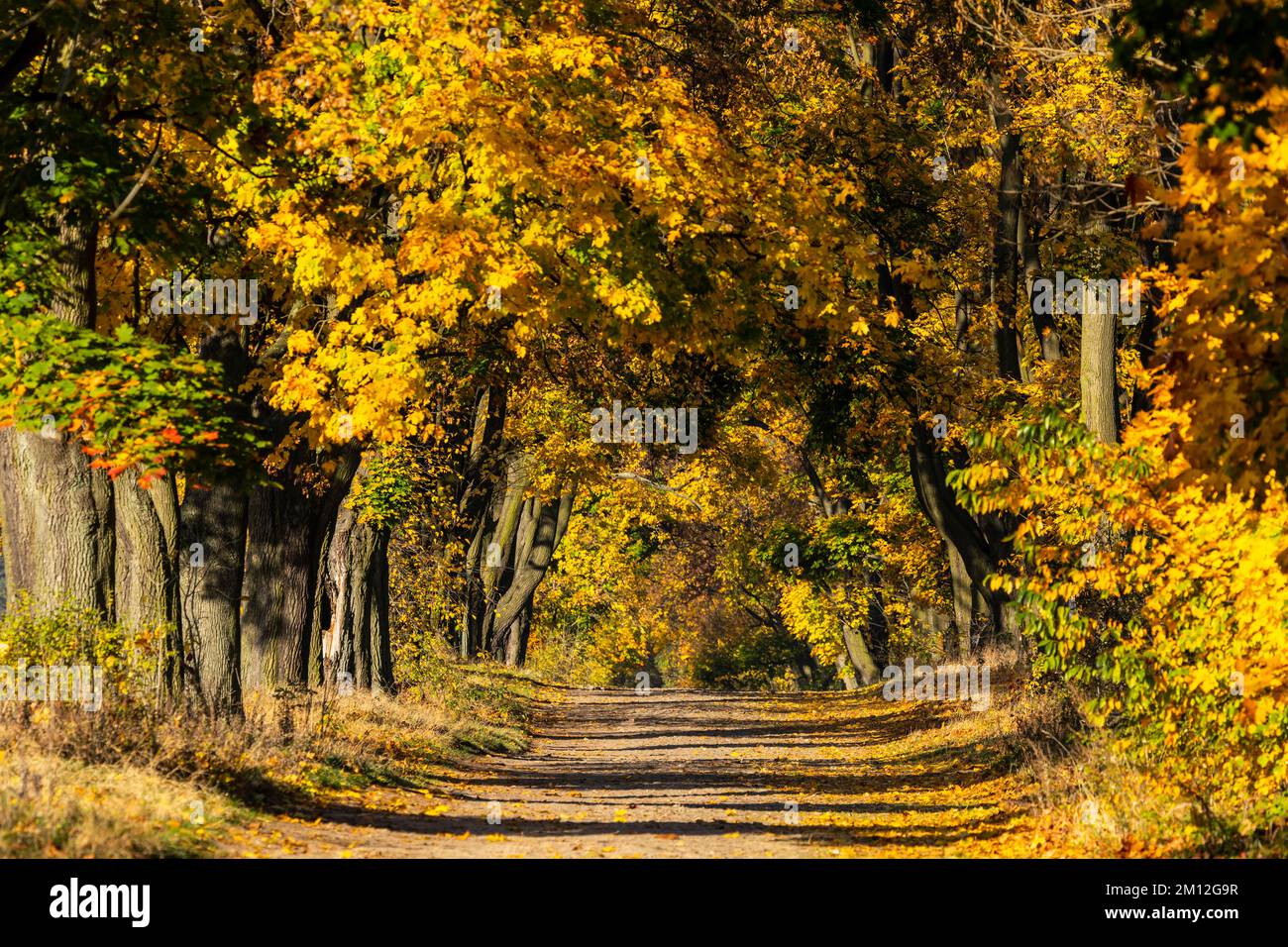 Europa, Polen, Schlesische Woiwodschaft, Allee der Bäume - Ahorn / Zloty Potok Stockfoto