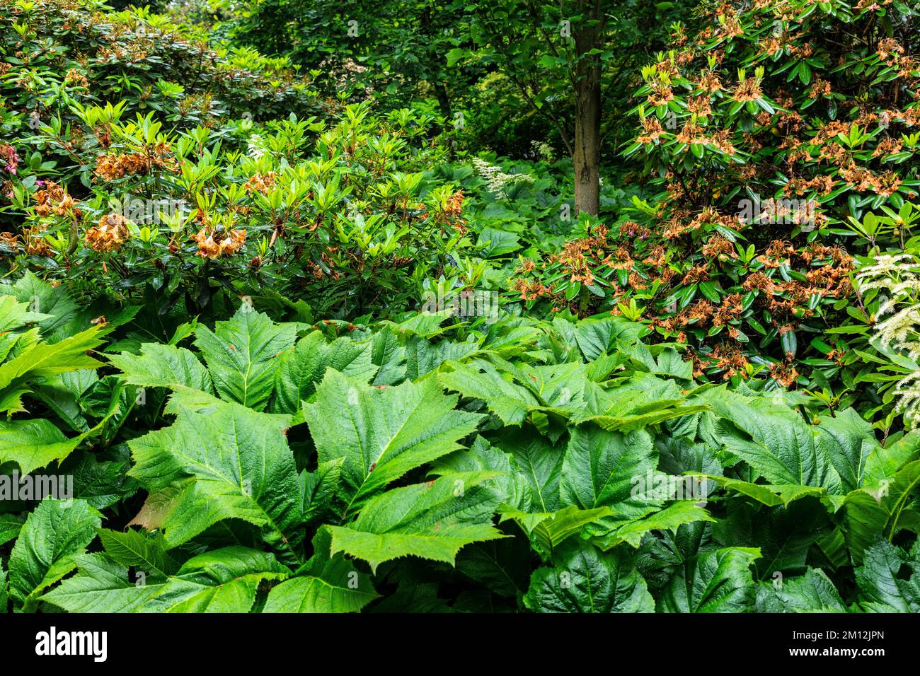 Europa, Polen, Niederschlesische Woiwodschaft, Arboretum in Wojslawice Stockfoto