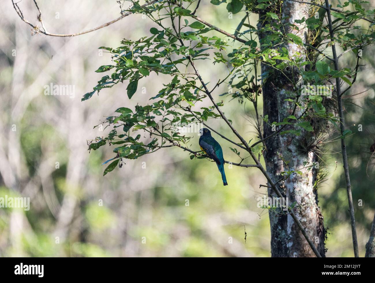 Hochgegarter Trogon (Trogon caligatus) Stockfoto