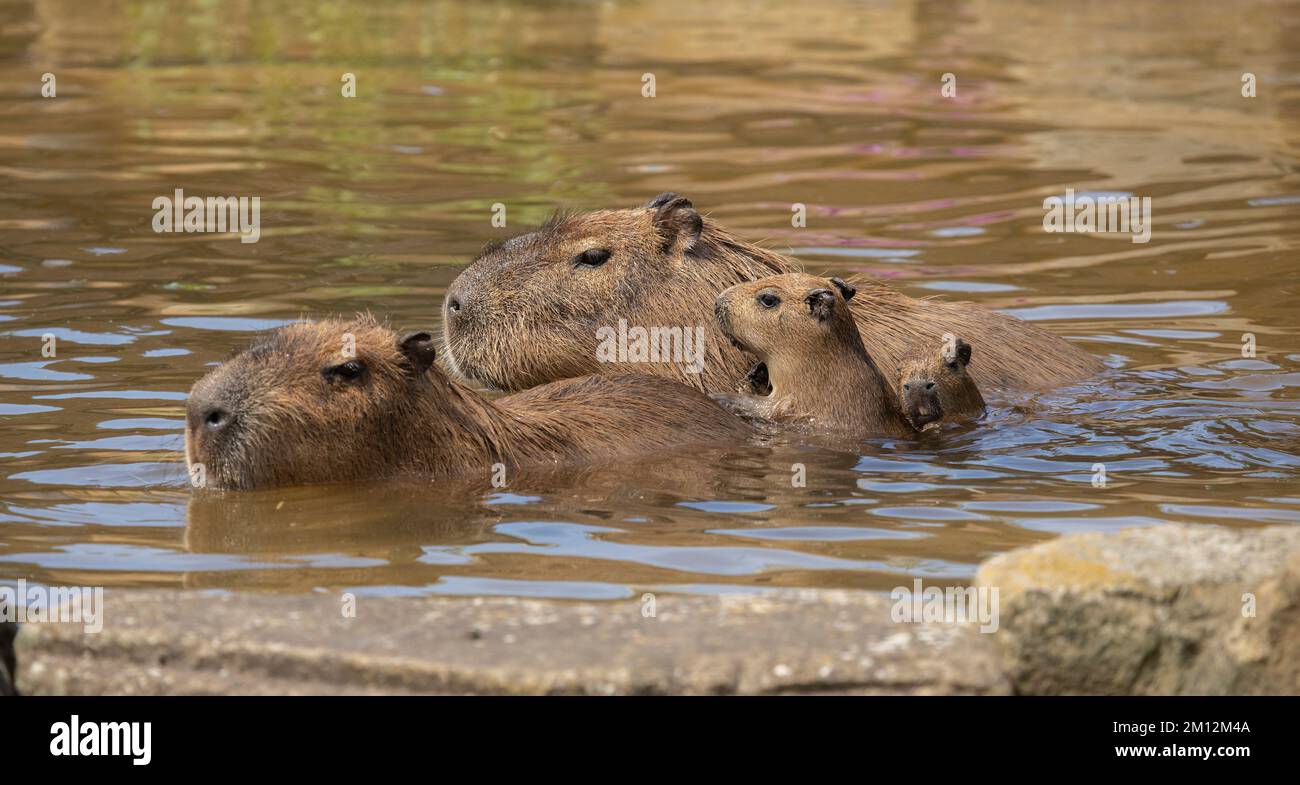 Nahaufnahme der Familie Capybara Hydrochaeris hydrochaeris beim Schwimmen Stockfoto