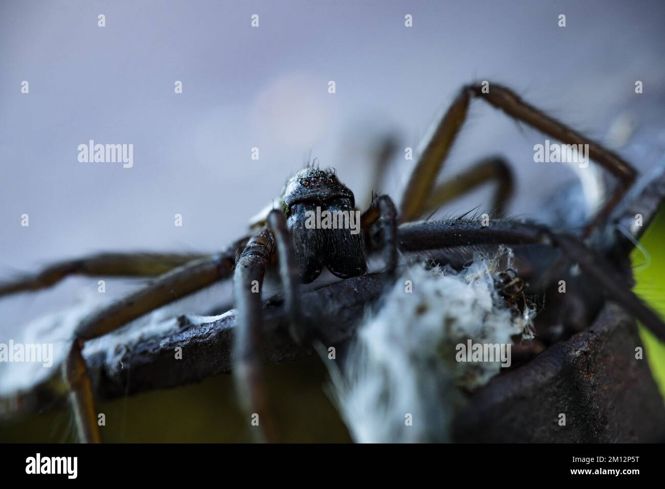 Die Scheune-Trichterweber-Spinne (Tegenaria domestica) im Garten, podkarpackie, Polen, Europa Stockfoto