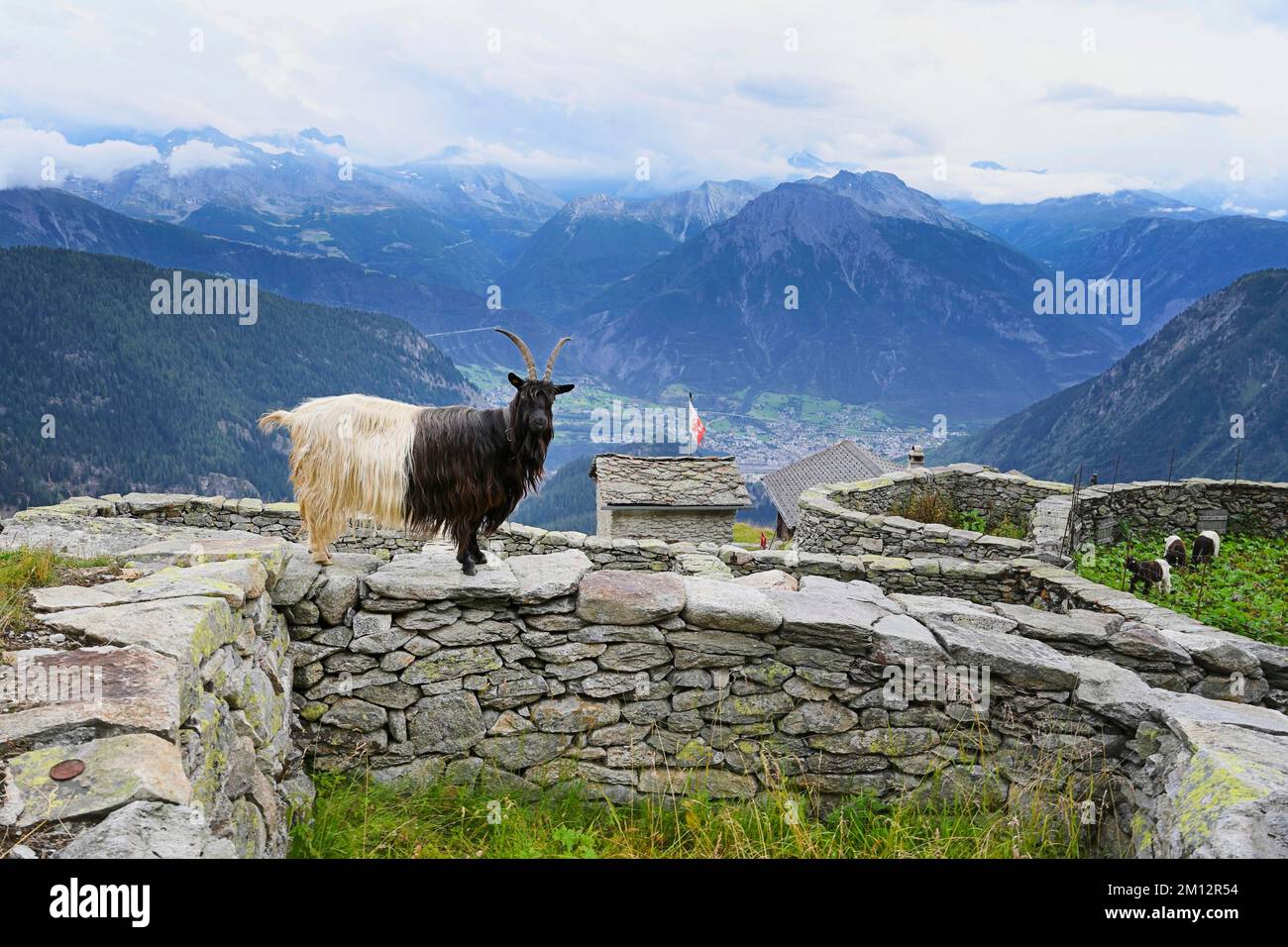 Eine Hausziege mit schwarzem Hals (Capra aegagrus hircus), die auf einer trockenen Steinwand eines traditionellen Gehäuses steht, Belalp, Kanton Valais, Switzerla Stockfoto