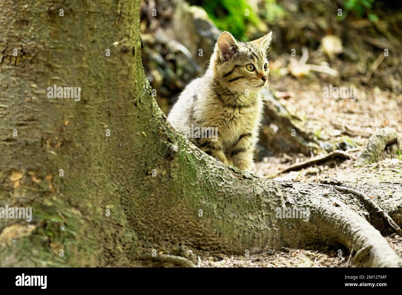 Europäische Wildkatze (felis silvestris), Jungtier, das hinter einer Wurzel auf dem Boden sitzt, gefangen, Schweiz, Europa Stockfoto