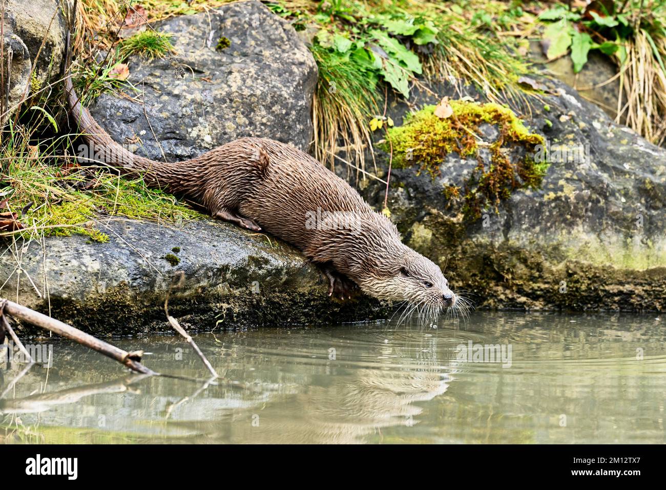 Europäischer Otter (Lutra lutra), weiblich am Ufer eines Teiches, gefangen, Schweiz, Europa Stockfoto