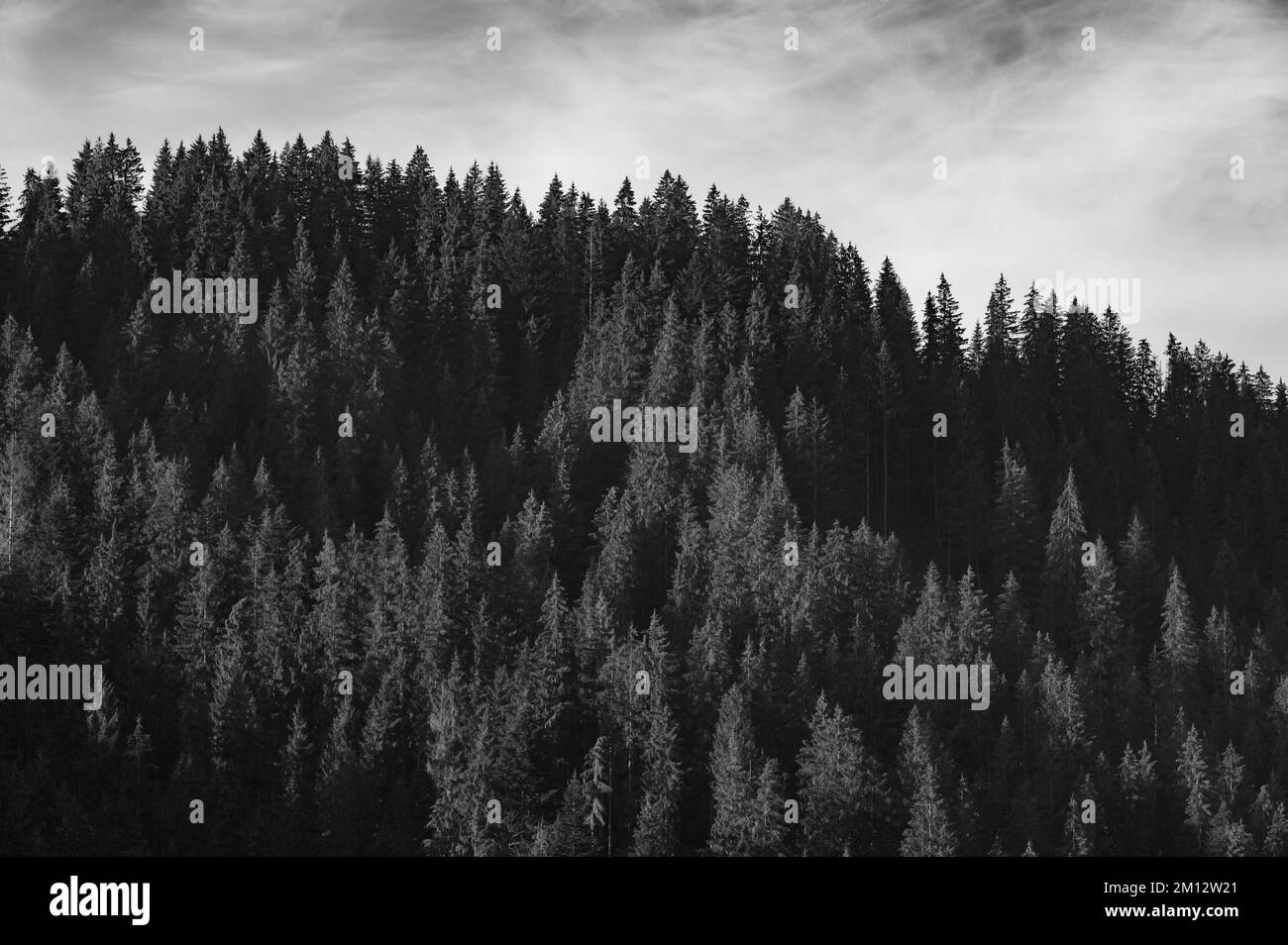 Die Gipfel der immergrünen karpaten ukrainischen Wälder, ökologisch saubere Wälder und Landschaften der Ukraine. Stockfoto